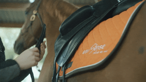 Anlegen des Elektrodenbands an das Pferd
