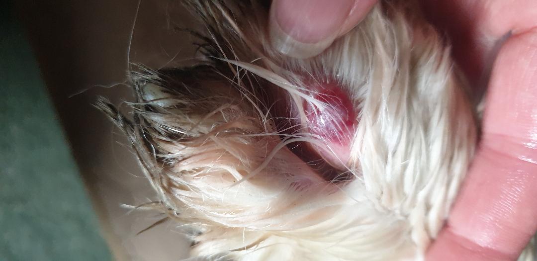 Grass seed cyst
