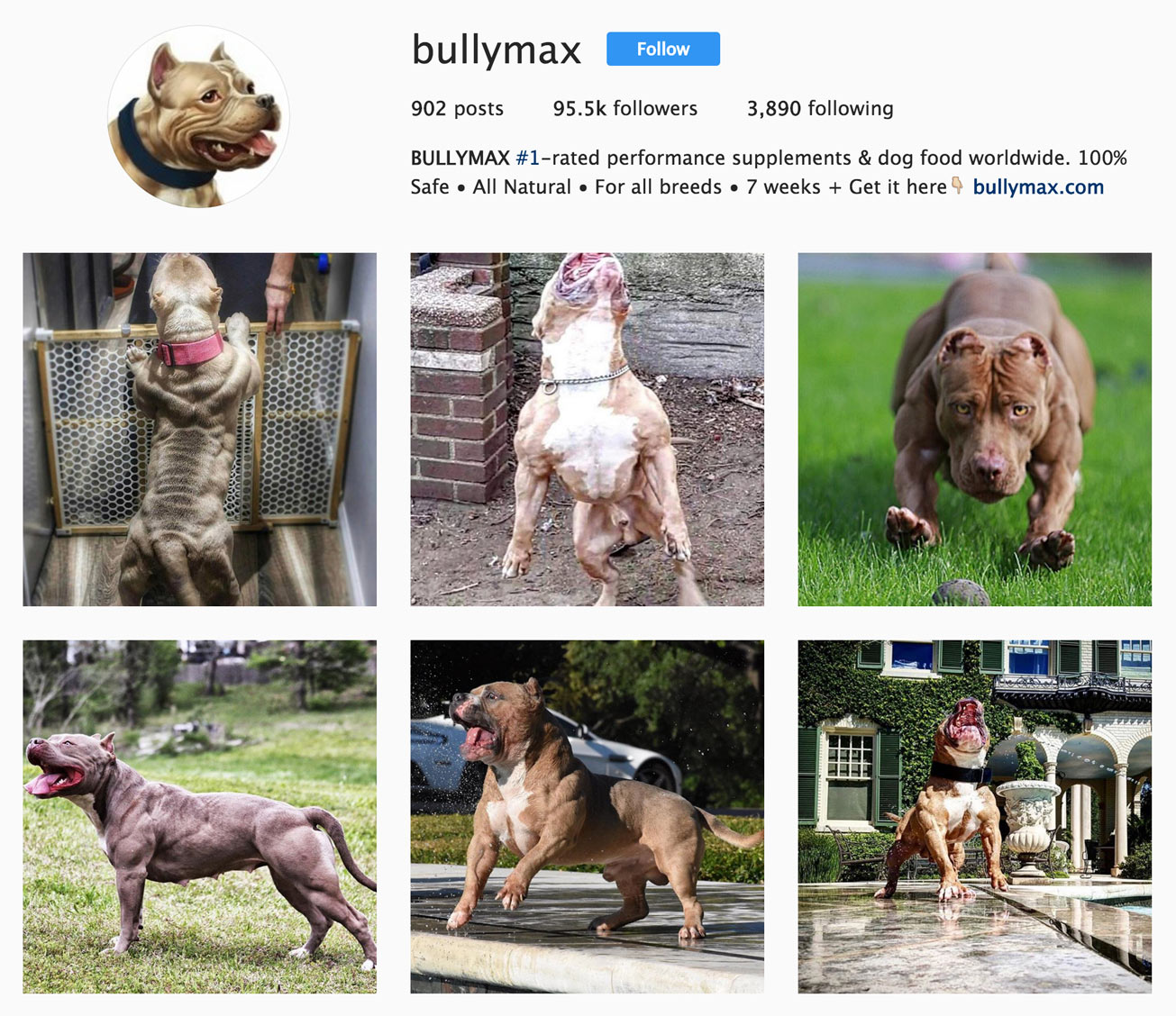 max bully dog food