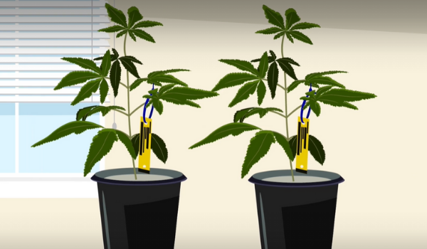 illustration of cannabis plants with traceability tags